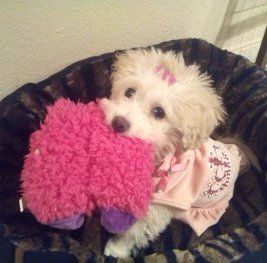 Maltipoo puppy with toy in her mouth